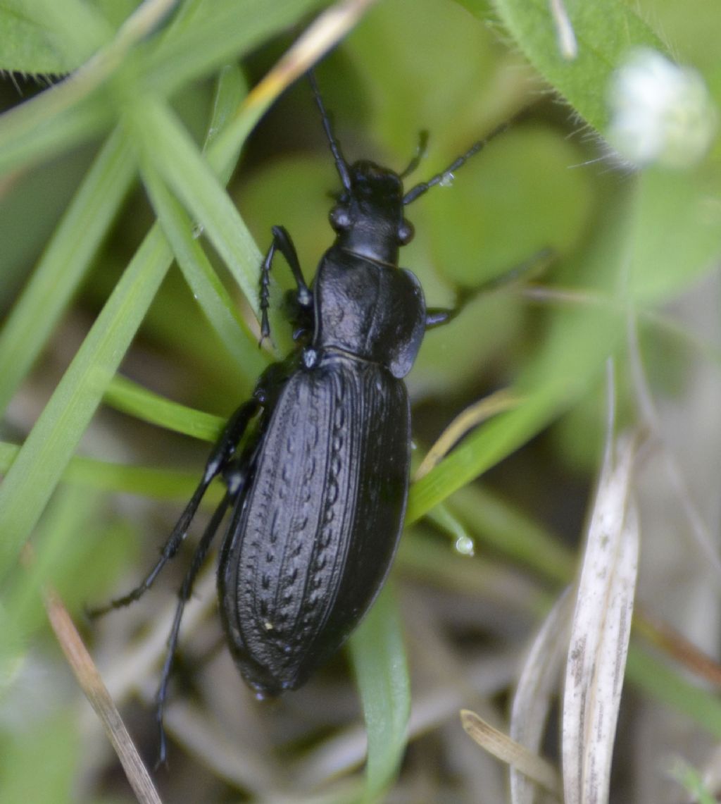 Carabus granulatus